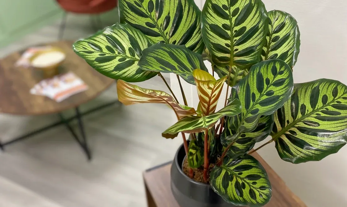 Site vitrine du centre esthétique Calathea